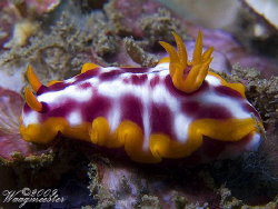 Purple Spotted Hypselodoris (Hypselodoris purpureomaculos... by Marco Waagmeester 